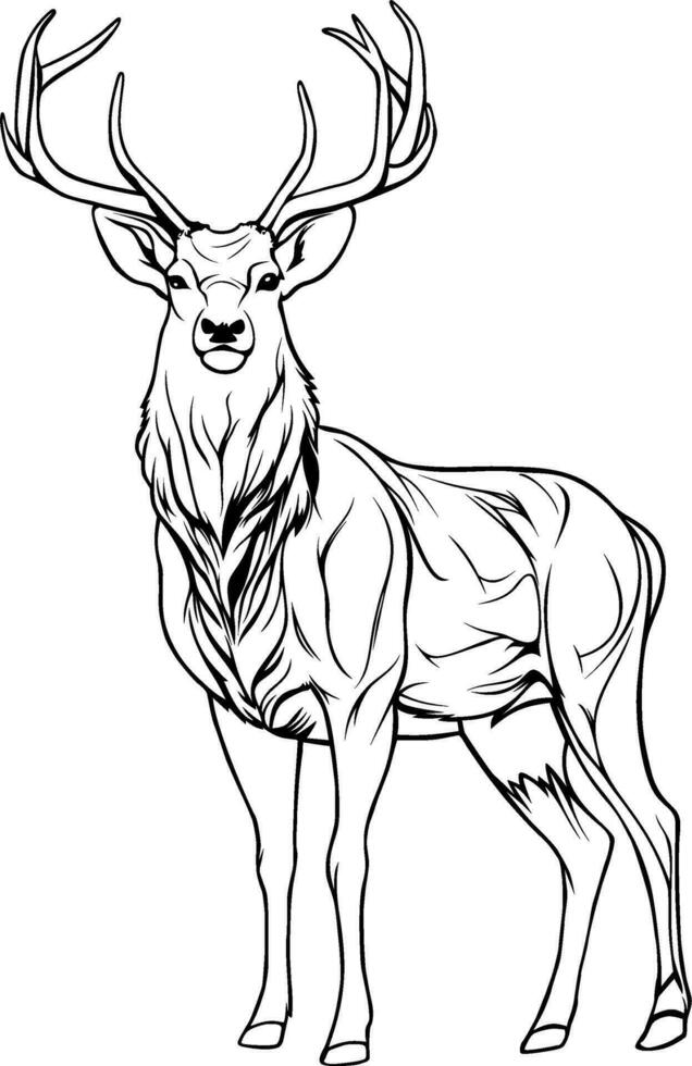 Realistic Deer Vector Illustration