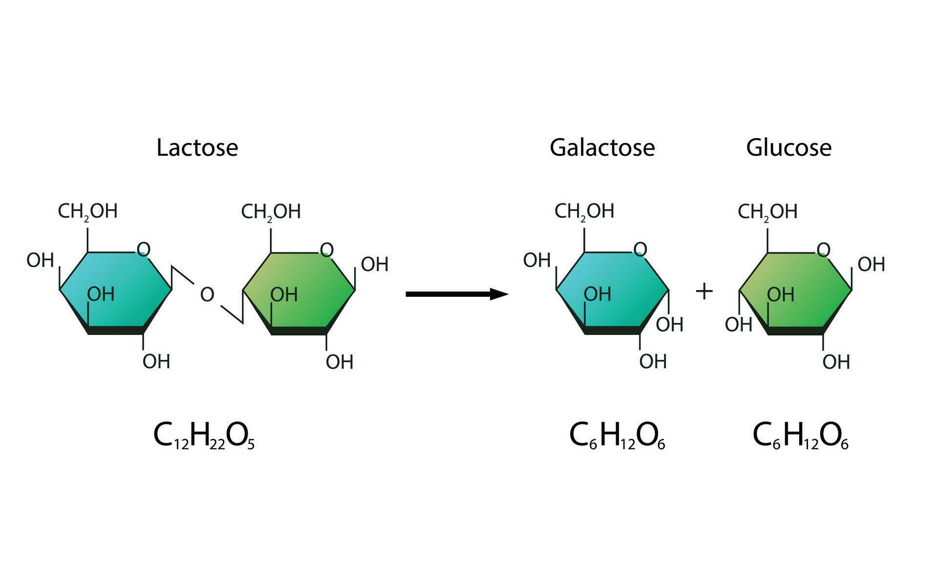 Lactose Hydrolysis. Lactase enzyme Effect On Lactose Sugar Molecule