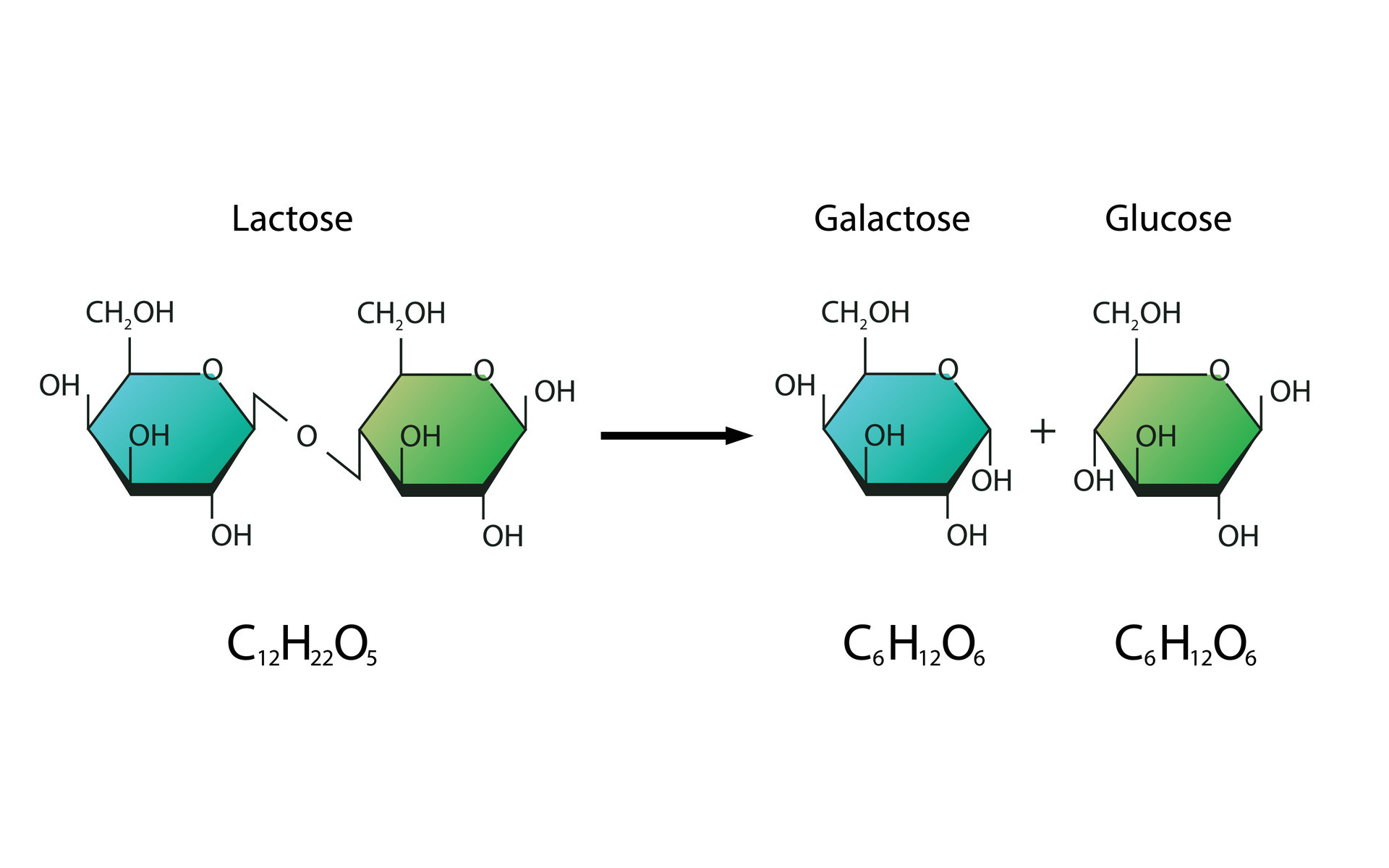Lactose Hydrolysis. Lactase enzyme Effect On Lactose Sugar Molecule ...