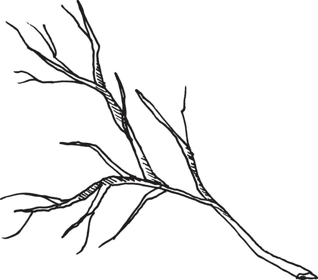 Vector black and white graphic illustration of dry bare tree branch, hand drawn