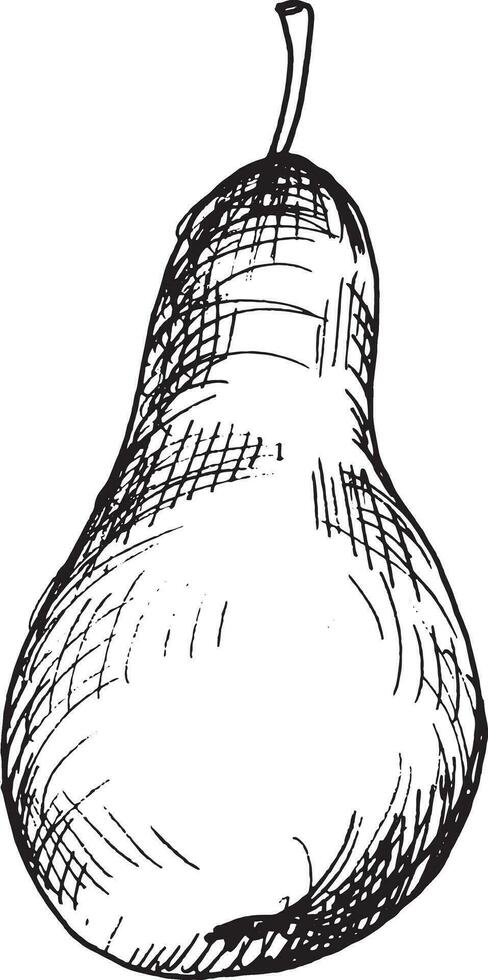Vector graphic illustration of hand drawn pear. Black and white drawing of a pear