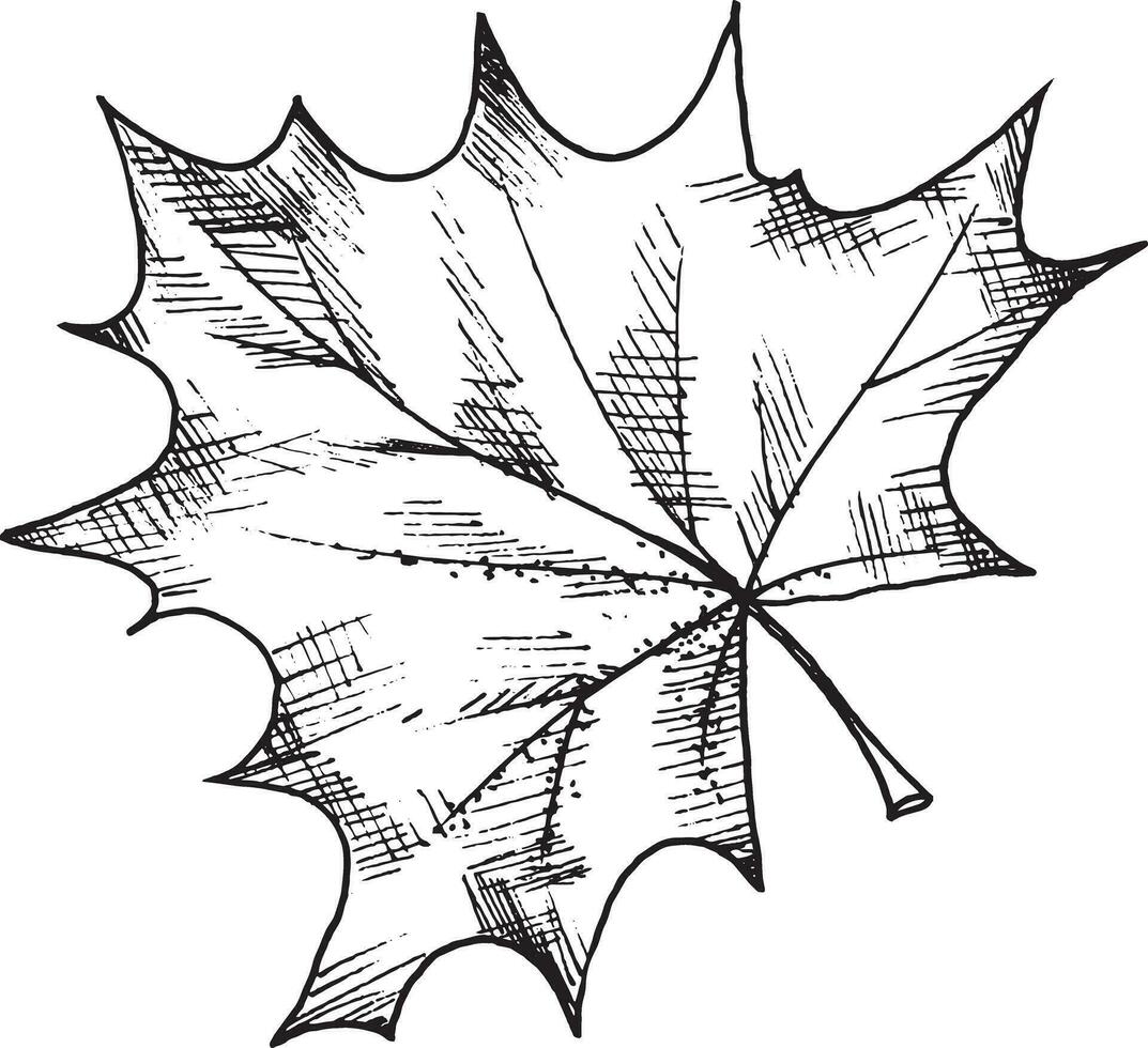 Vector black and white graphic illustration of Maple Leaf, hand drawn