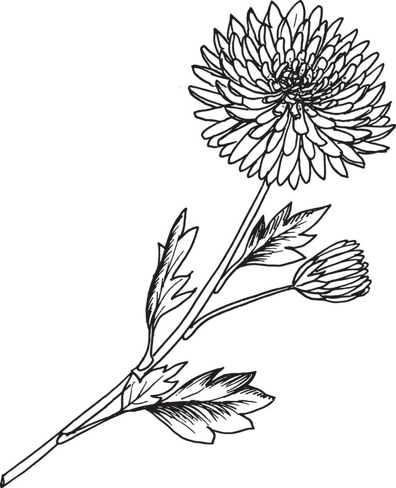 Vector black and white graphic illustration of chrysanthemum flower, hand drawn.