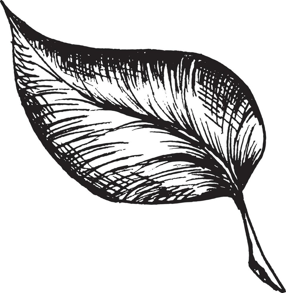 Vector black and white graphic illustration of leaves, hand drawn