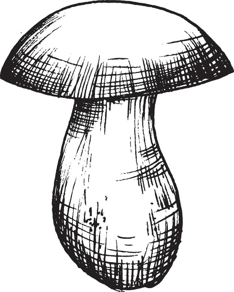 Vector drawing of black and white graphic mushroom, hand drawn forest mushroom, medicinal plant, magic, toxic mushroom