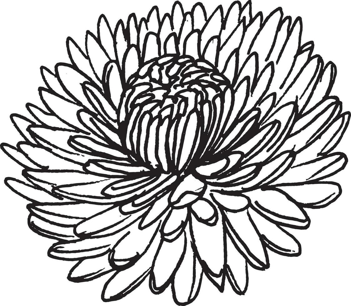 Vector black and white graphic illustration of chrysanthemum flower, hand drawn.