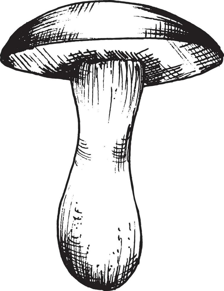 Vector drawing of black and white graphic mushroom, hand drawn forest mushroom, medicinal plant, magic, toxic mushroom