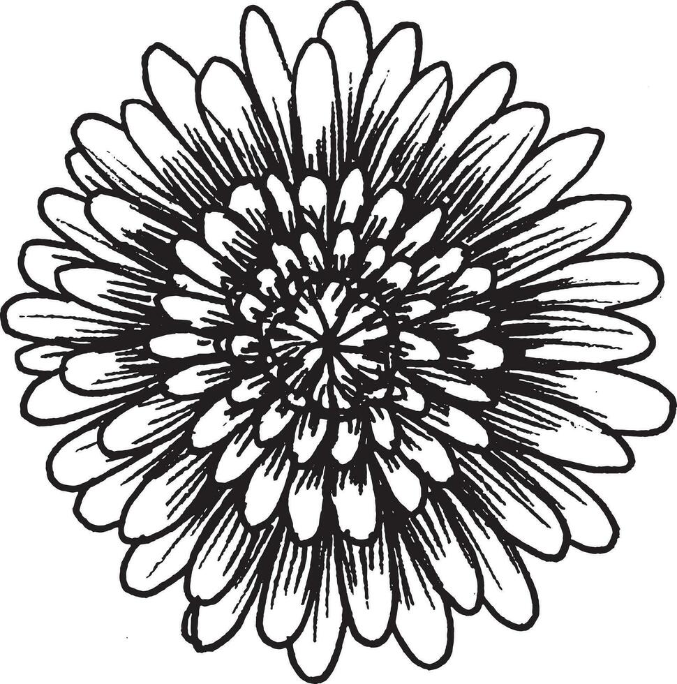 Vector black and white graphic illustration of chrysanthemum flower, hand drawn.