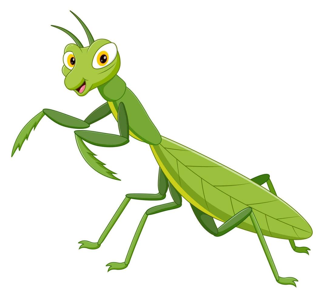 Cute cartoon green mantis. Vector illustration