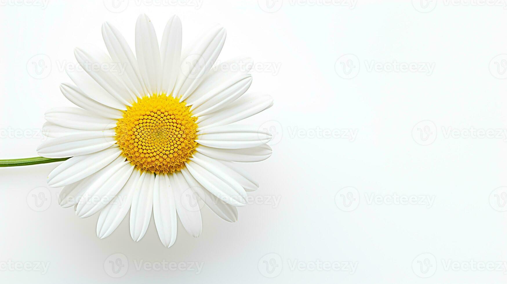 Photo of beautiful Daisy flower isolated on white background. Generative AI