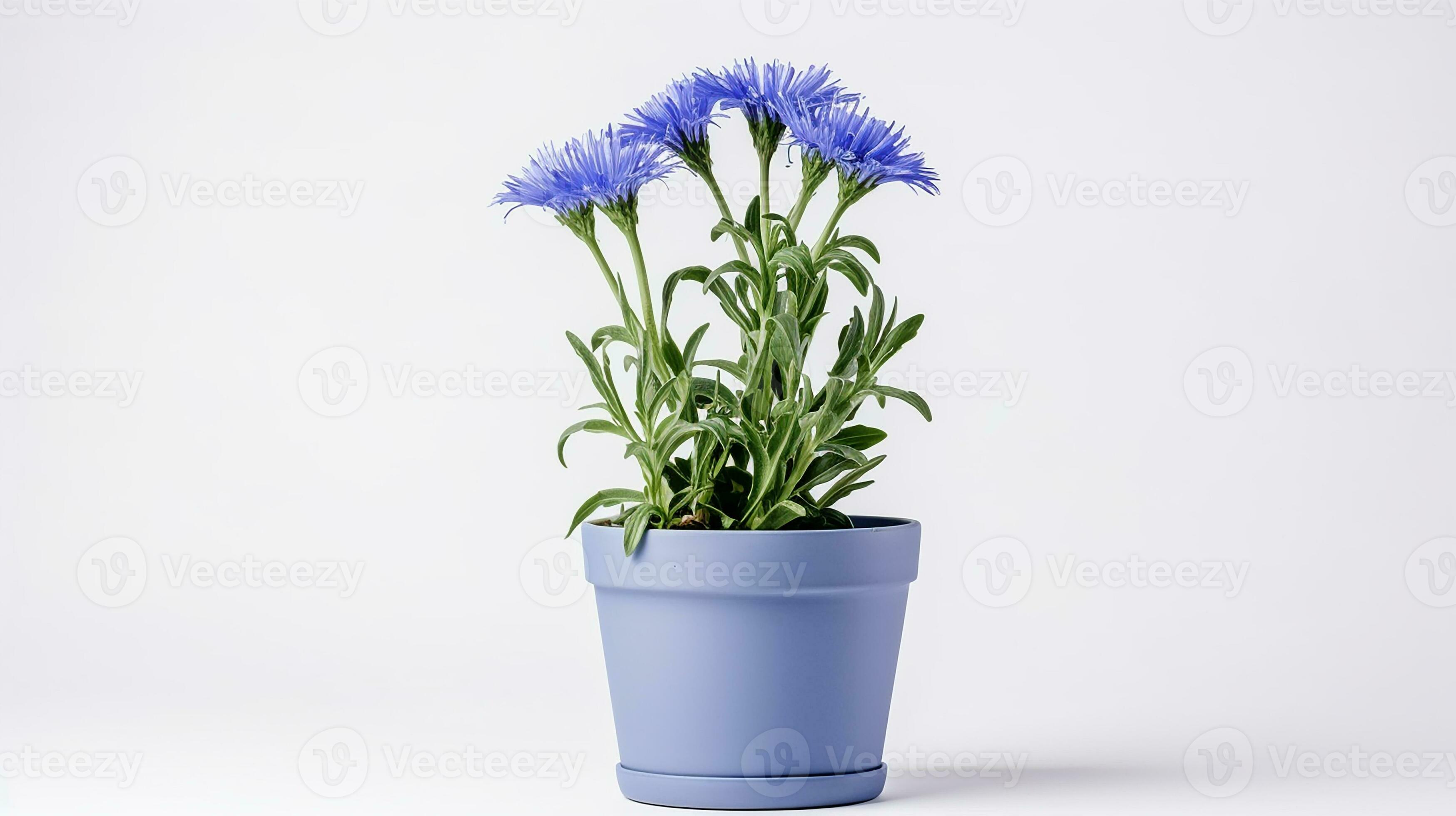 Photo of Cornflower in pot isolated on white background. Generative AI