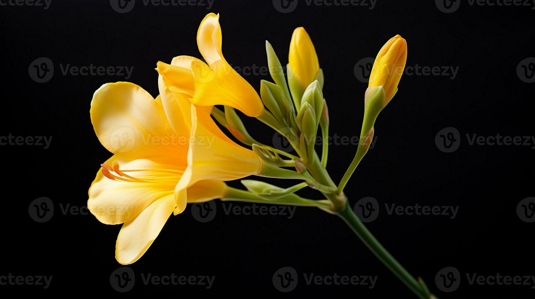 Photo of beautiful Freesia flower isolated on white background. Generative AI