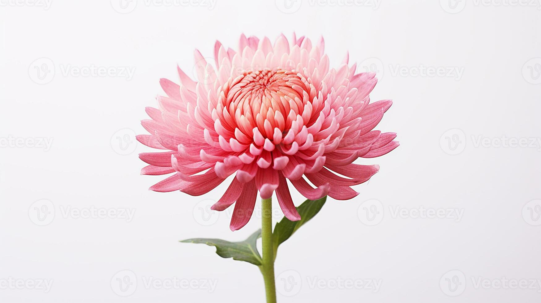 Photo of beautiful Everlasting flower isolated on white background. Generative AI