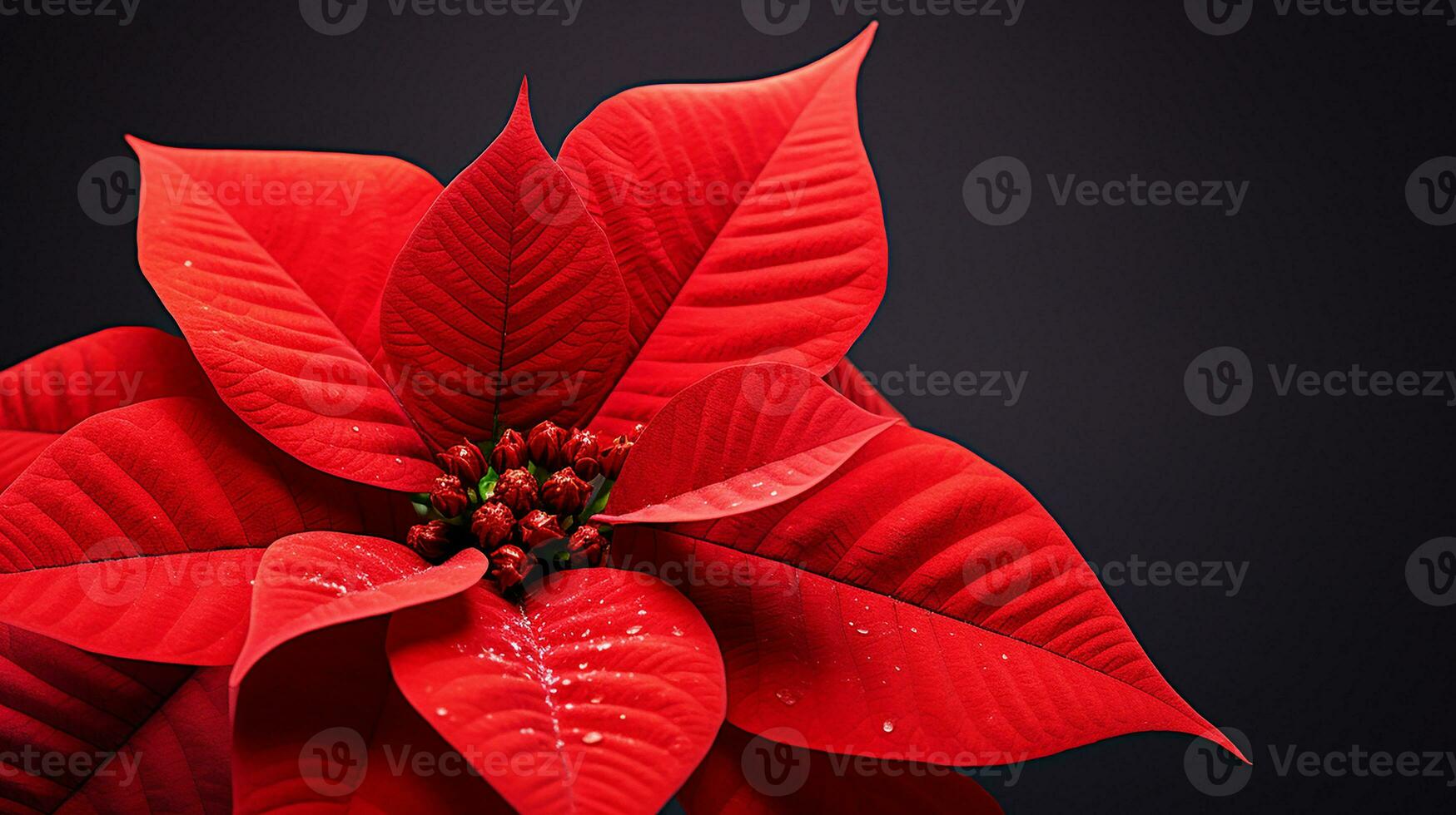 Photo of beautiful Poinsettia flower isolated on white background. Generative AI