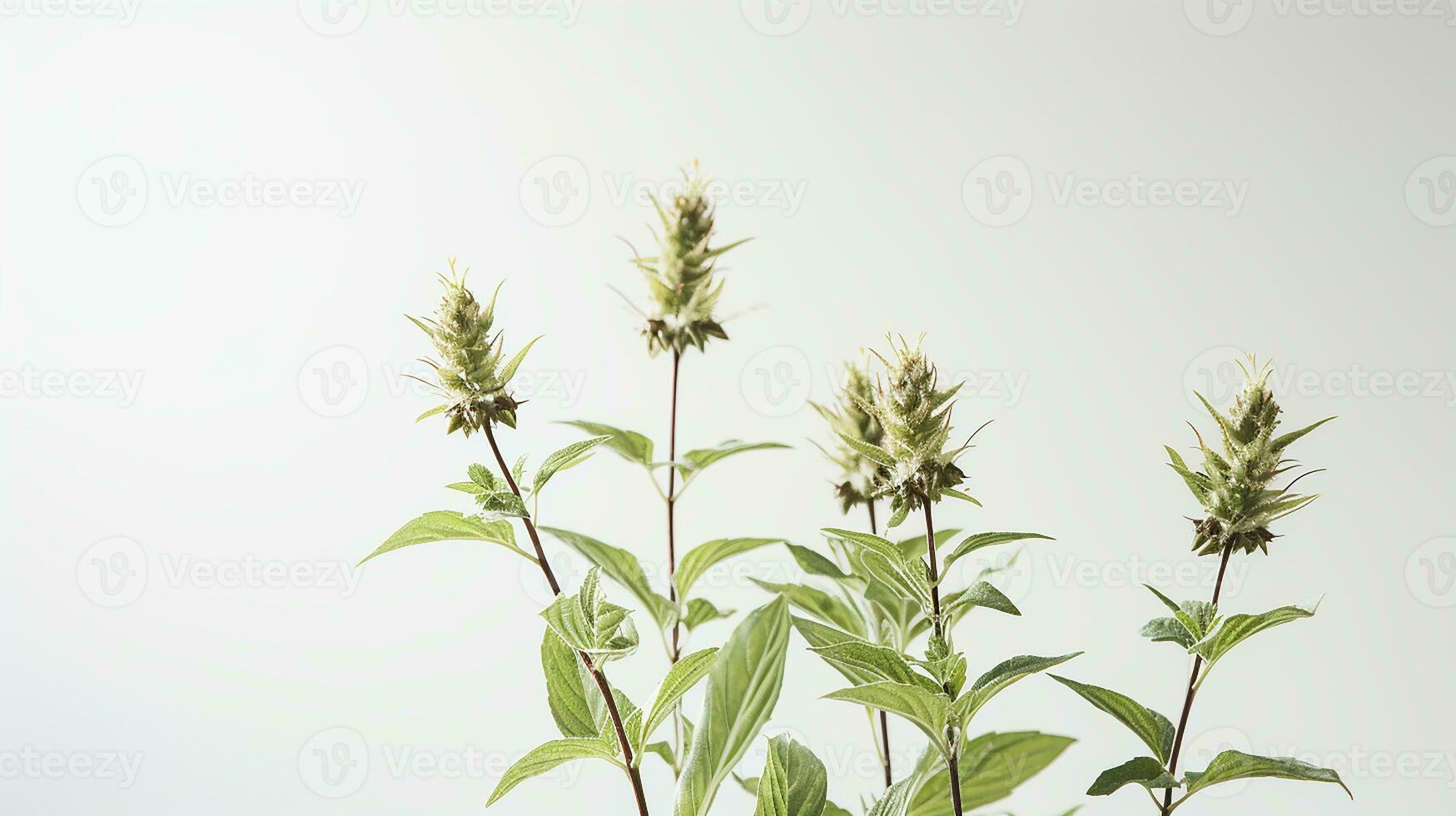 Photo of beautiful Bishop's Weed flower isolated on white background. Generative AI