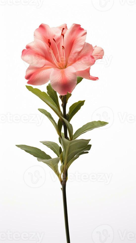 Photo of beautiful Gladiolus flower isolated on white background. Generative AI