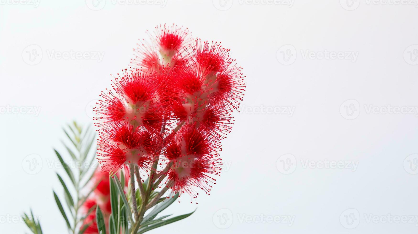 Photo of beautiful Bottlebrush flower isolated on white background. Generative AI