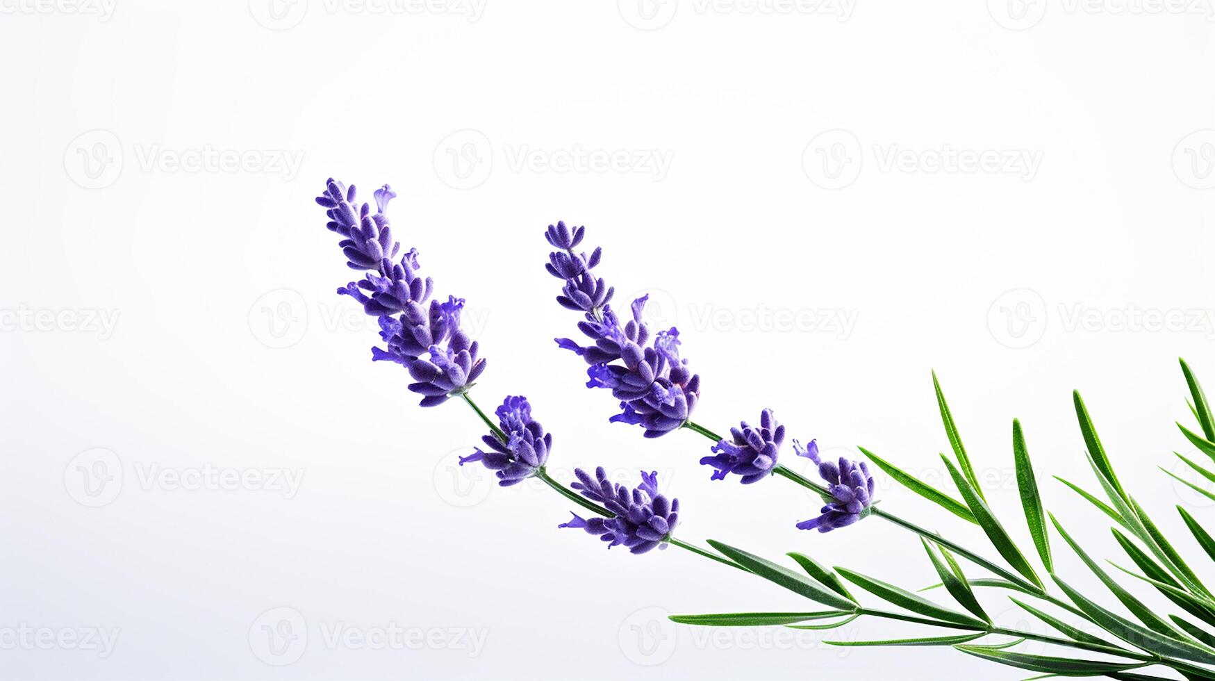 Photo of beautiful Lavender flower isolated on white background. Generative AI