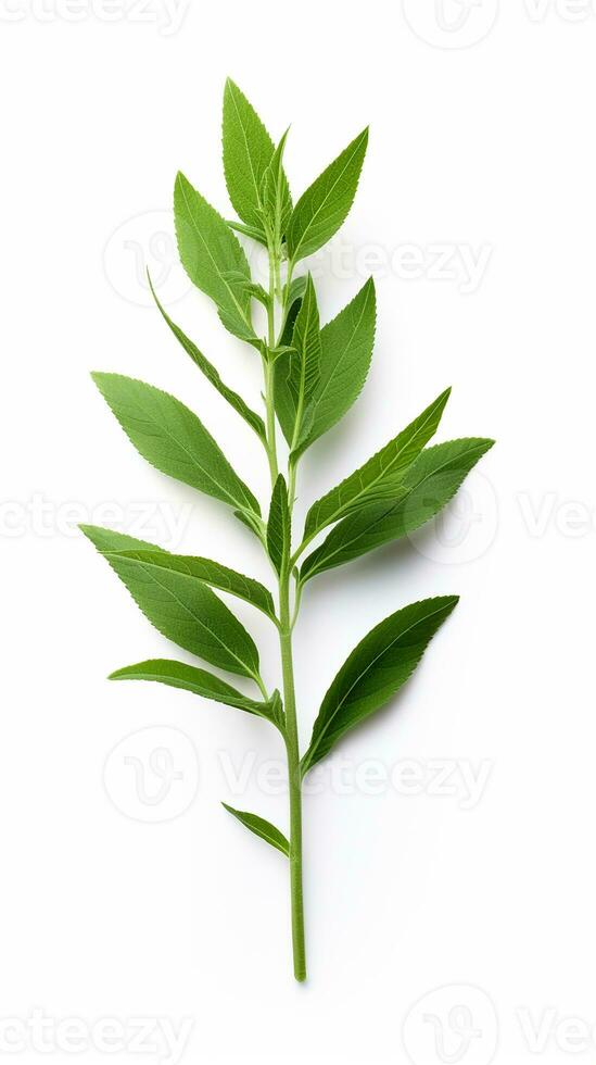 Photo of beautiful Balsam flower isolated on white background. Generative AI