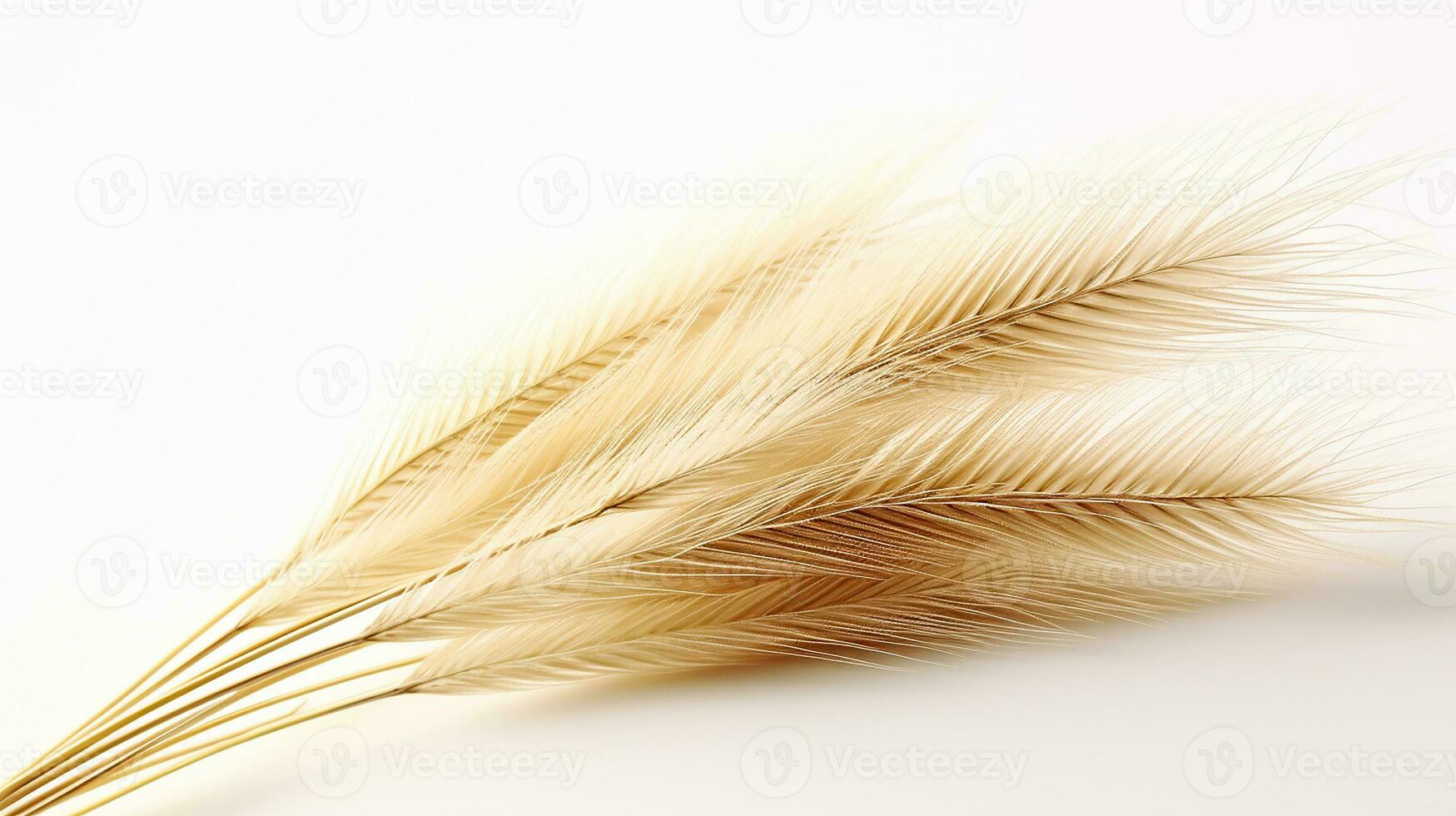 Photo of beautiful Feather Reed Grass flower isolated on white background. Generative AI