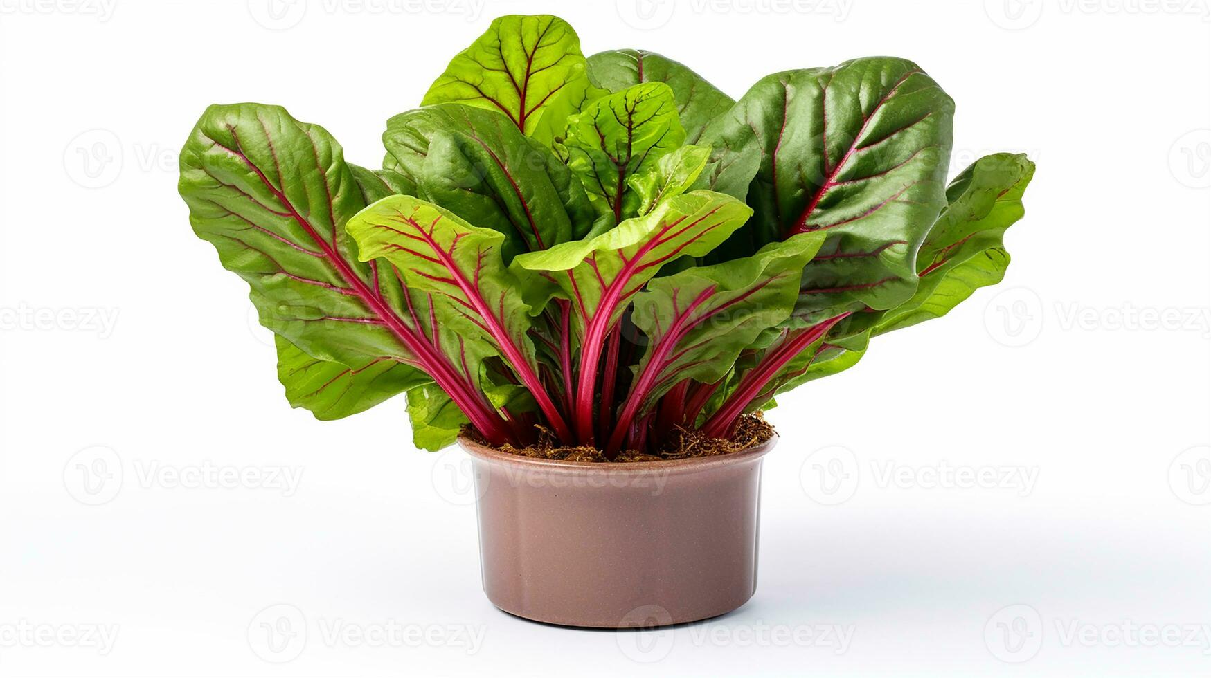 Photo of Swiss Chard flower in pot isolated on white background. Generative AI