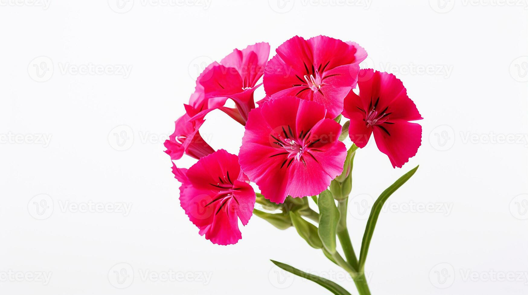 Photo of beautiful Sweet William flower isolated on white background