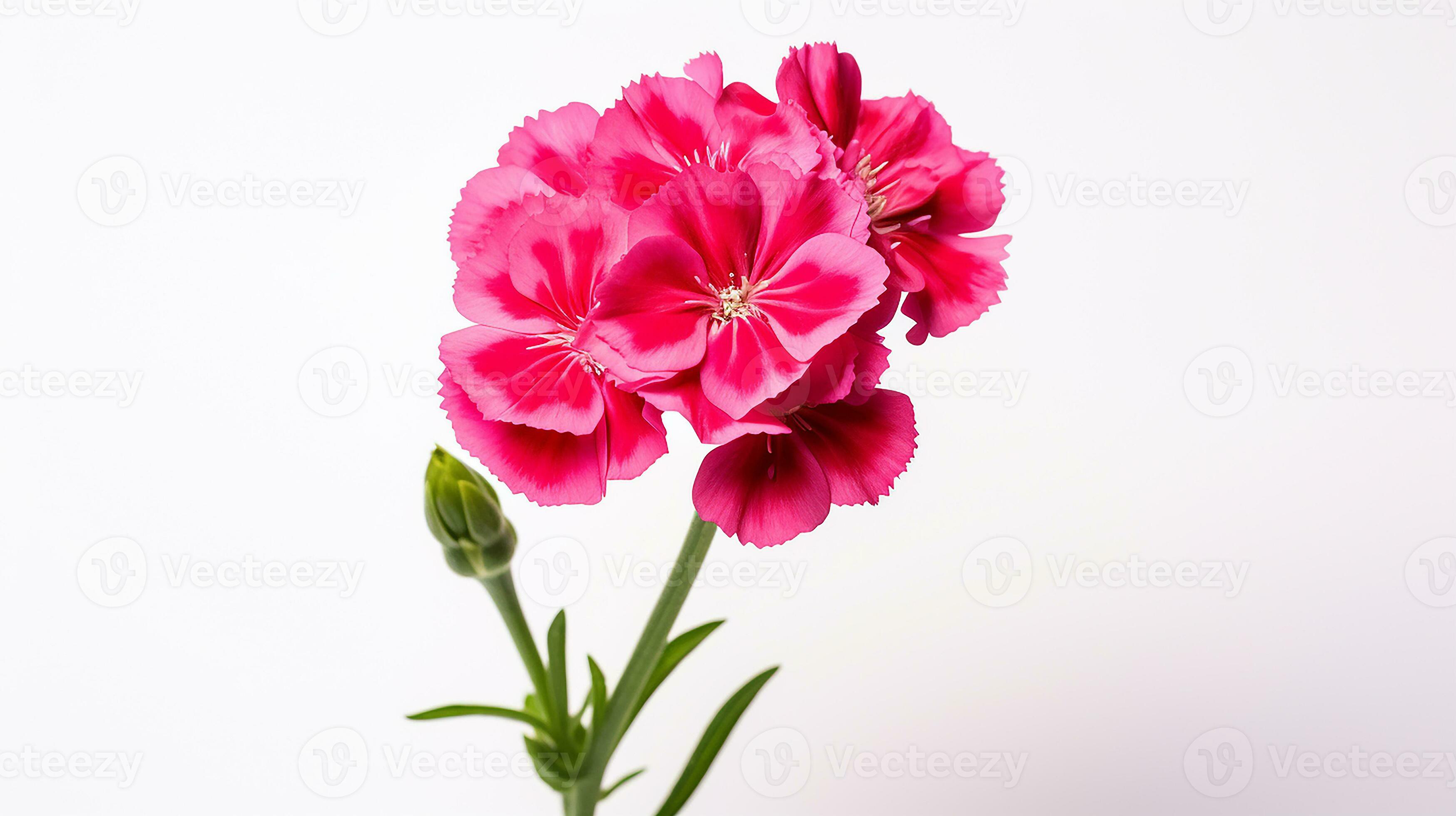 Photo of beautiful Sweet William flower isolated on white background