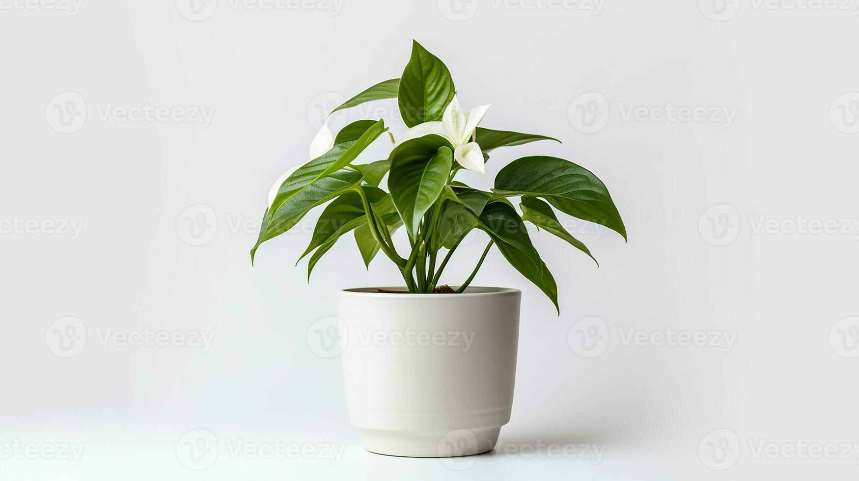 Photo of Trillium flower in pot isolated on white background. Generative AI
