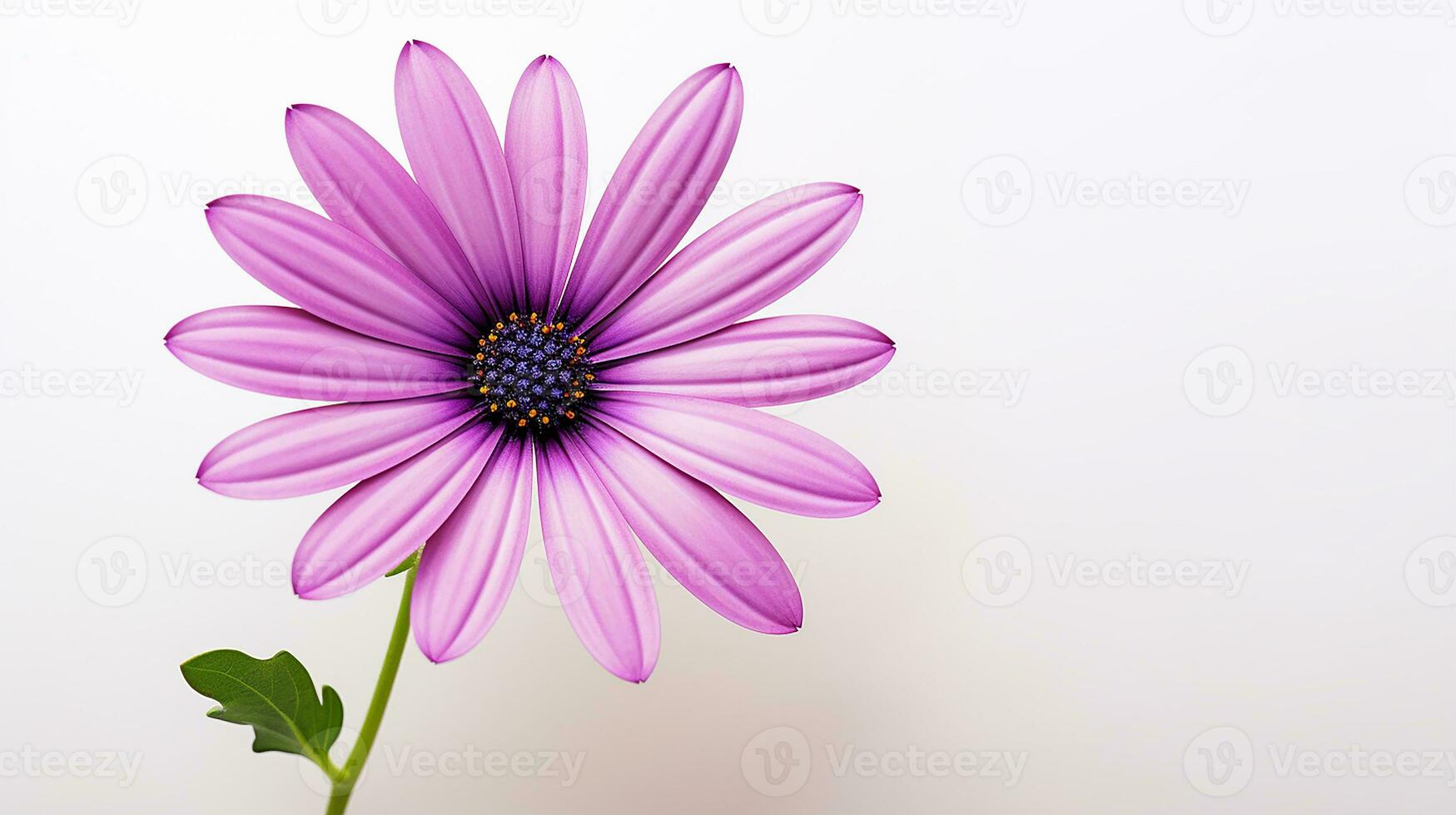 Photo of beautiful Osteospermum flower isolated on white background. Generative AI