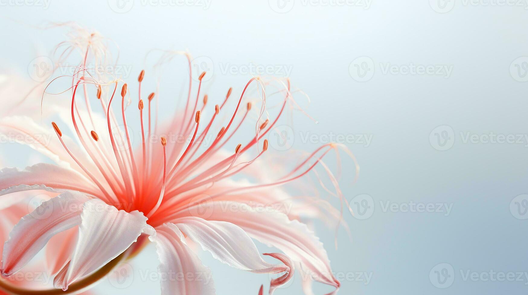 Photo of beautiful Spider Lily flower isolated on white background. Generative AI