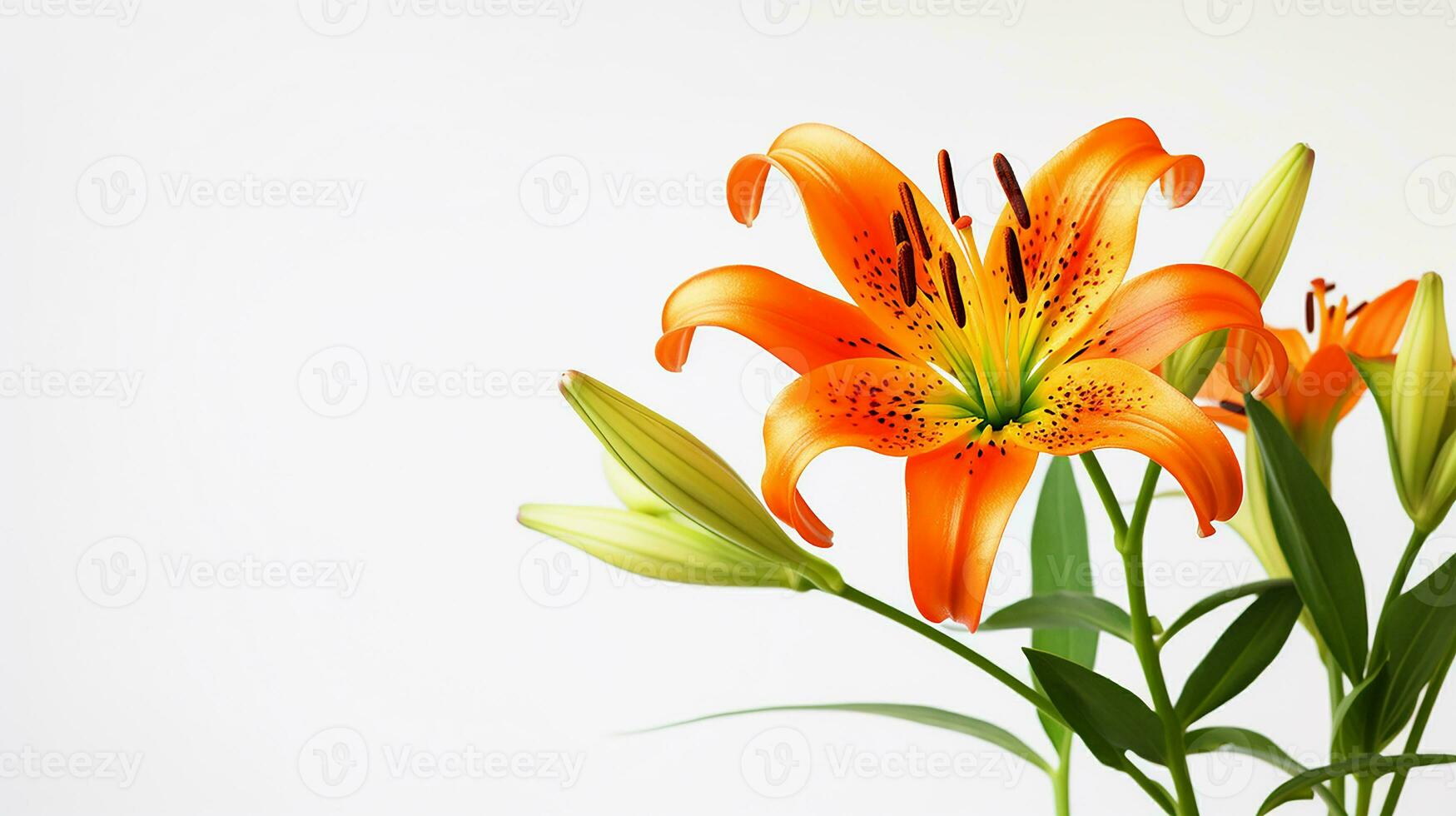 Photo of beautiful Tiger Lily flower isolated on white background. Generative AI