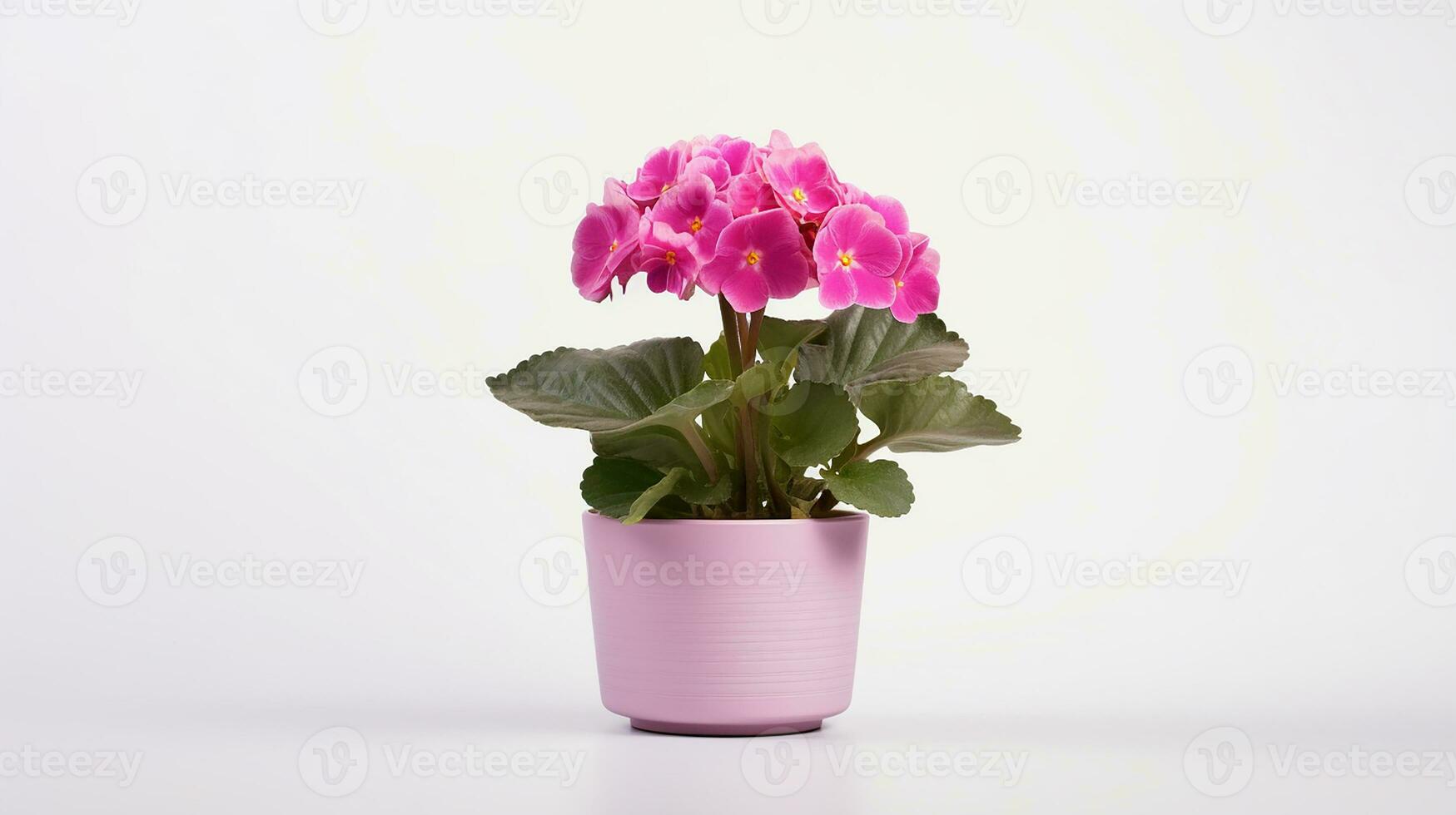 Photo of Primula flower in pot isolated on white background. Generative AI