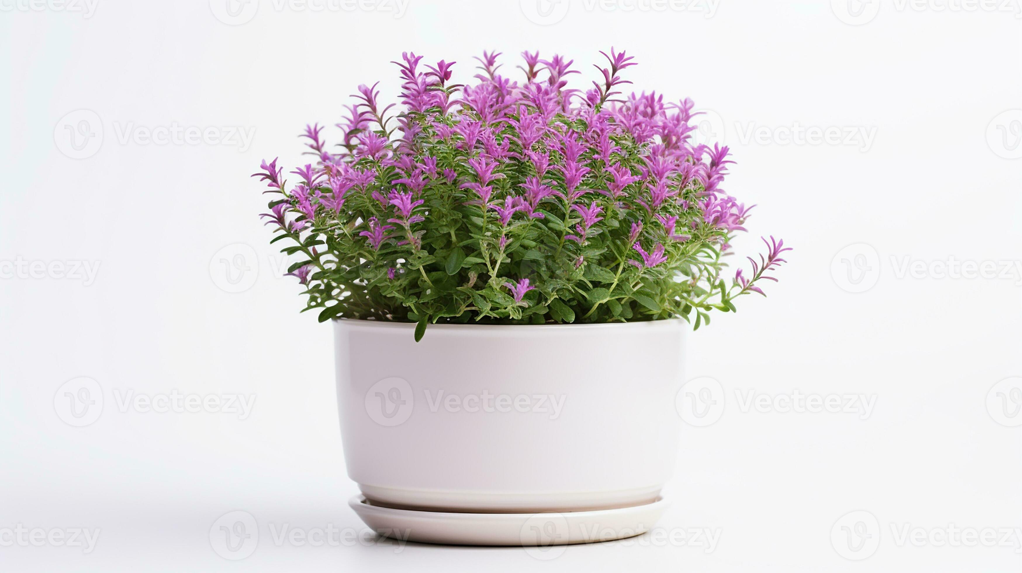 Photo of Thyme flower in pot isolated on white background. Generative
