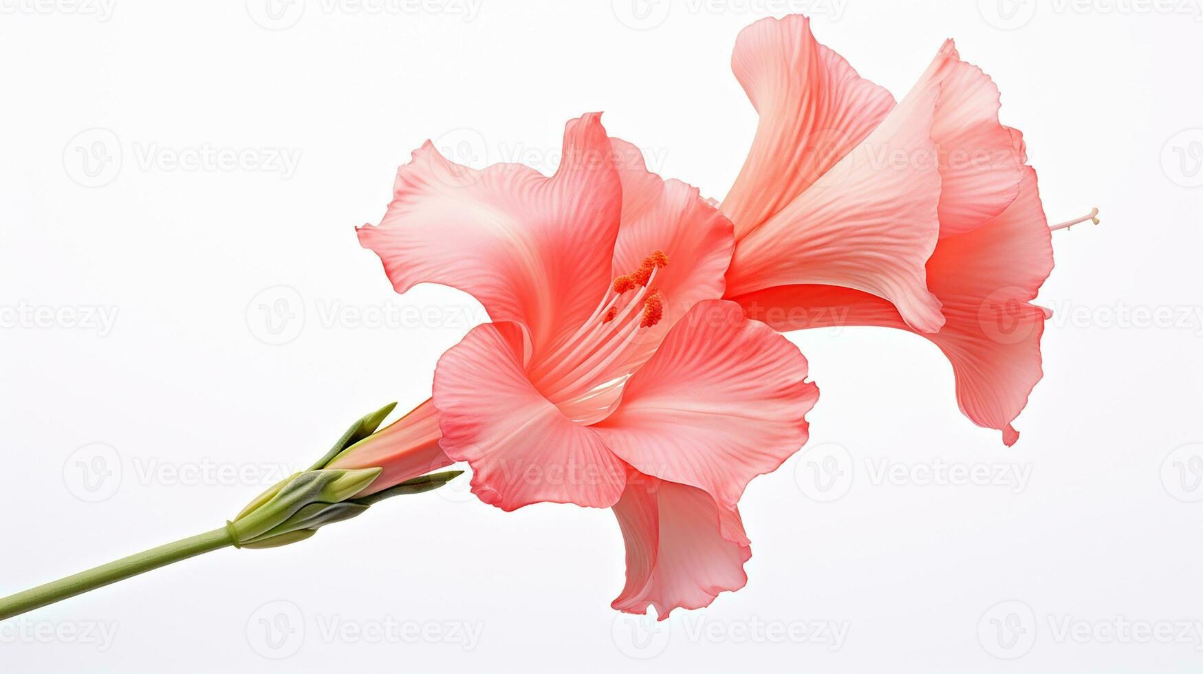 Photo of beautiful Gladiolus flower isolated on white background. Generative AI