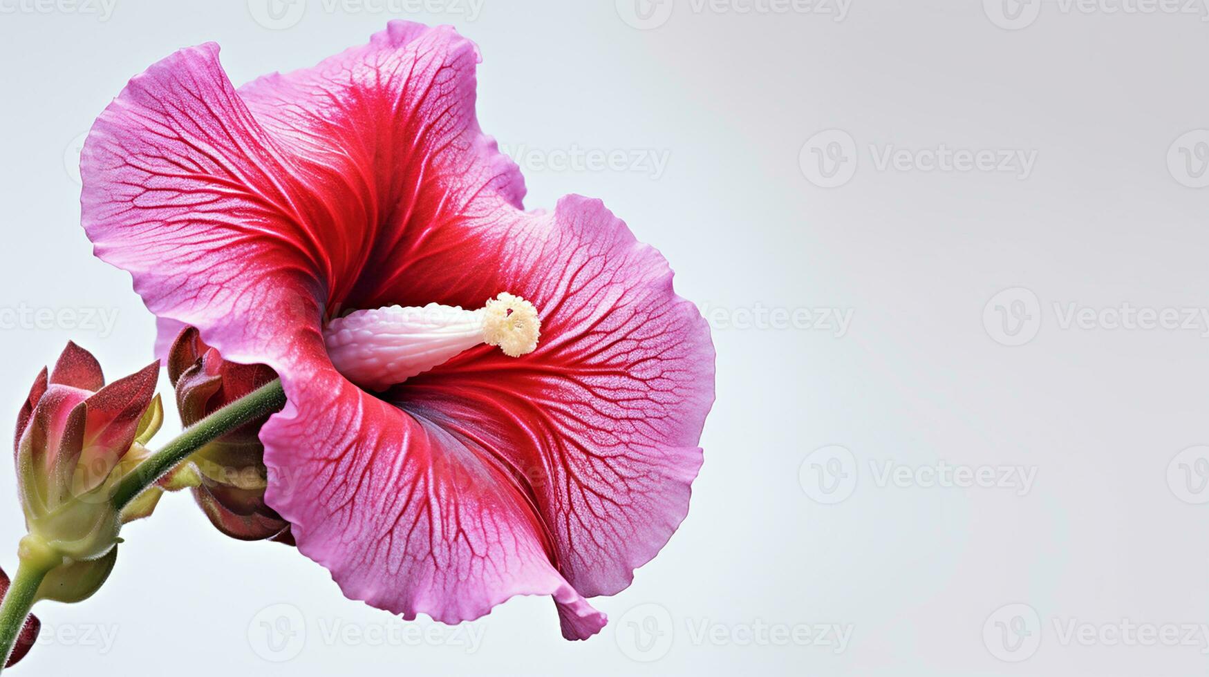 Photo of beautiful Gloxinia flower isolated on white background. Generative AI