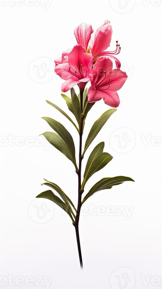 Photo of beautiful Gladiolus flower isolated on white background. Generative AI