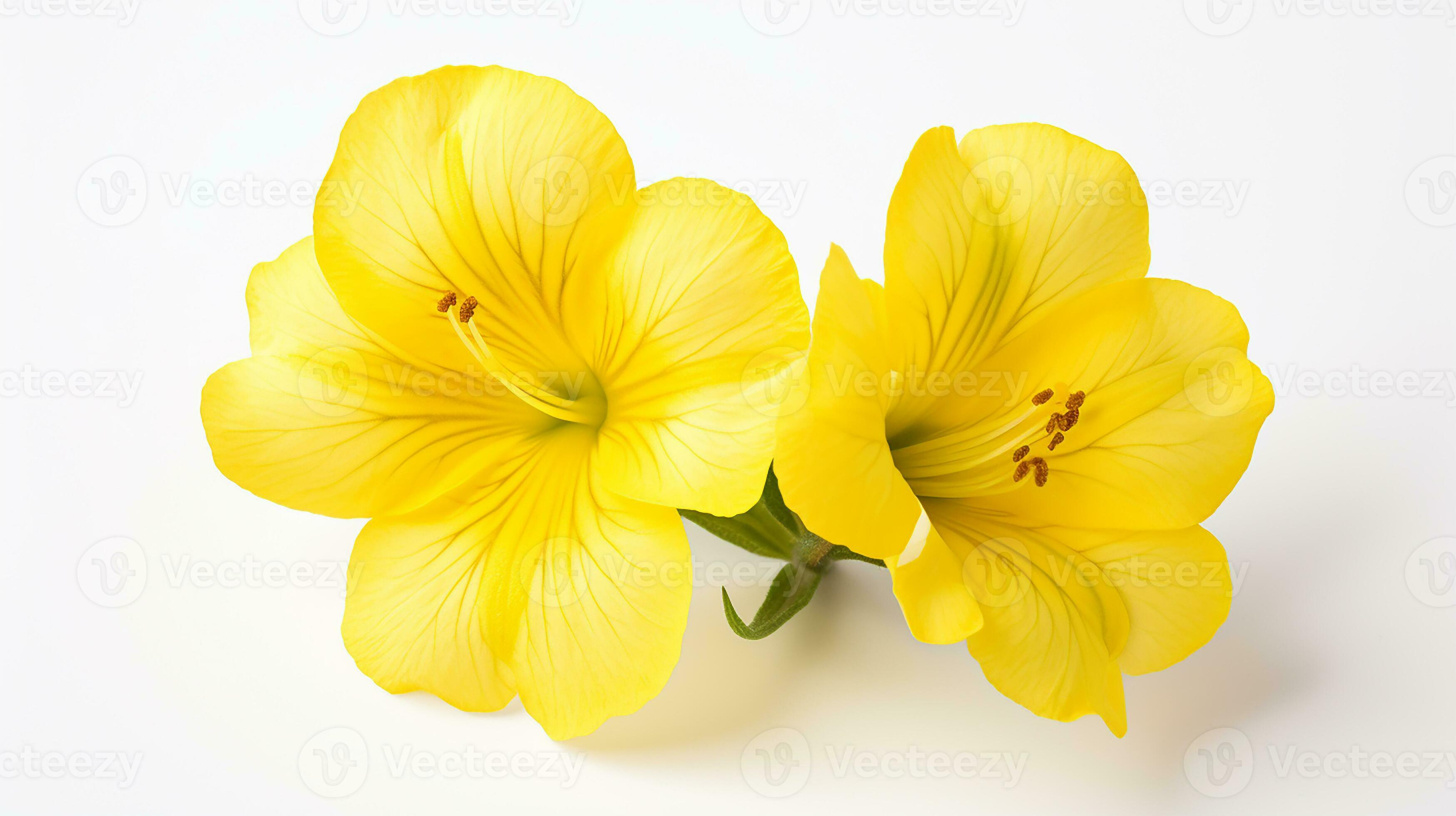 Photo of beautiful Evening Primrose flower isolated on white background