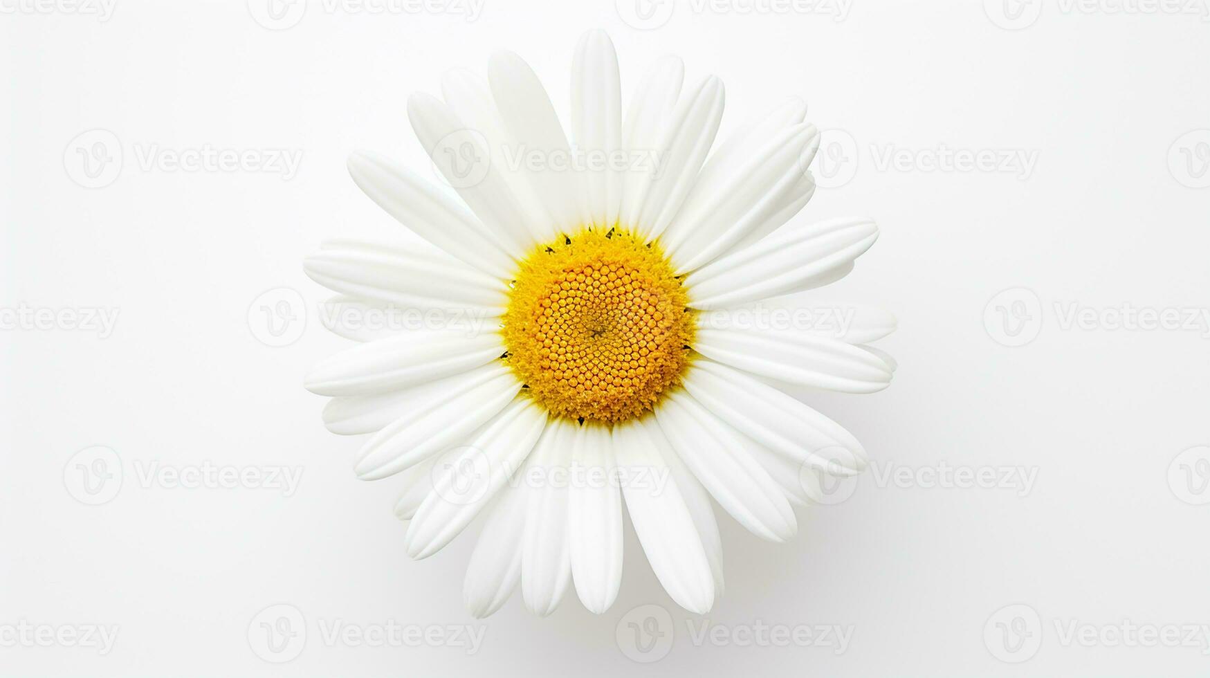 Photo of beautiful Daisy flower isolated on white background. Generative AI