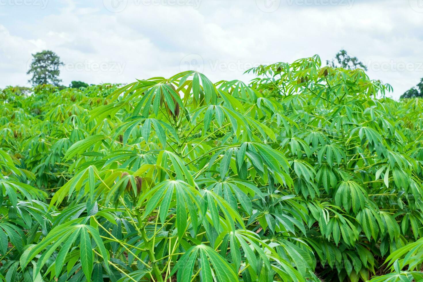 la yuca, en los campos de yuca en época de lluvias, tiene verdor y frescura. muestra la fertilidad del suelo, hoja de mandioca verde foto