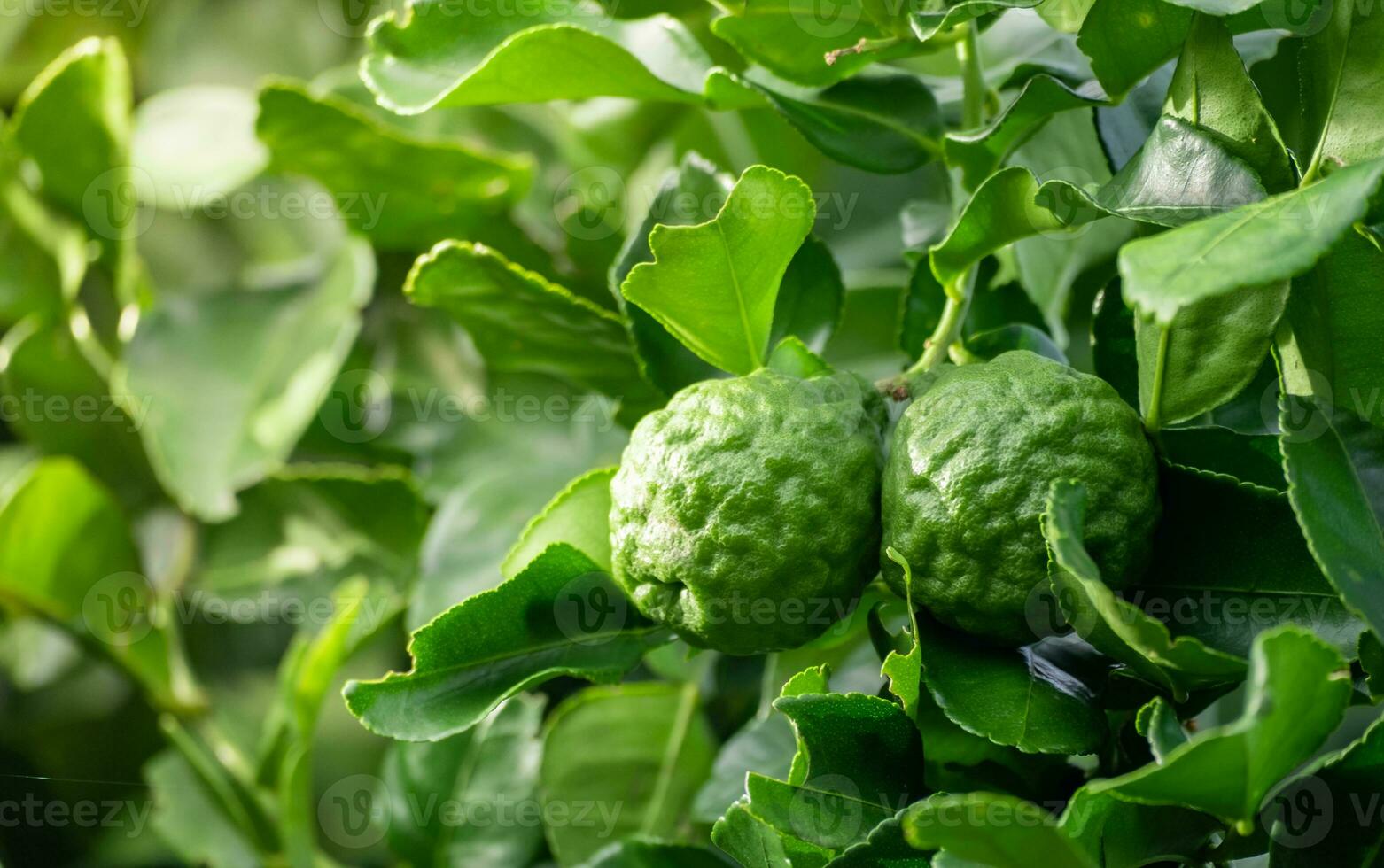 Fresh green bergamot fruit hanging from branch. bergamot tree garden and healthy food concept, group of bergamot,Bergamot medicinal plants with many photo