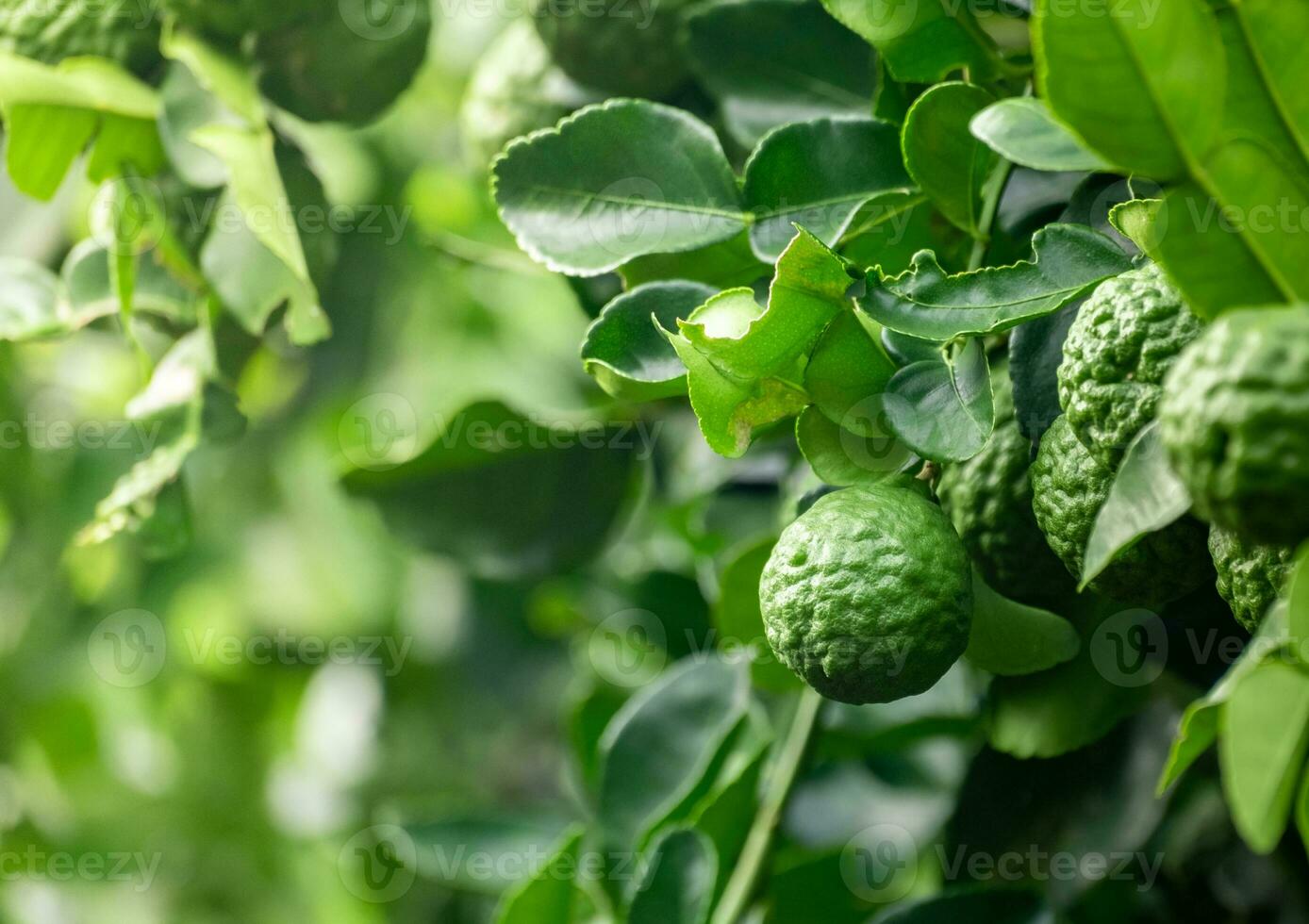 Fresh green bergamot fruit hanging from branch. bergamot tree garden and healthy food concept, group of bergamot,Bergamot medicinal plants with many photo