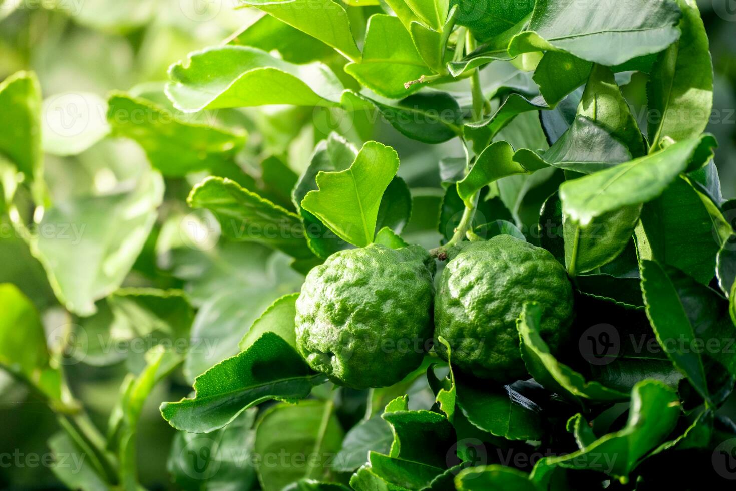 Fresh green bergamot fruit hanging from branch. bergamot tree garden and healthy food concept, group of bergamot,Bergamot medicinal plants with many photo