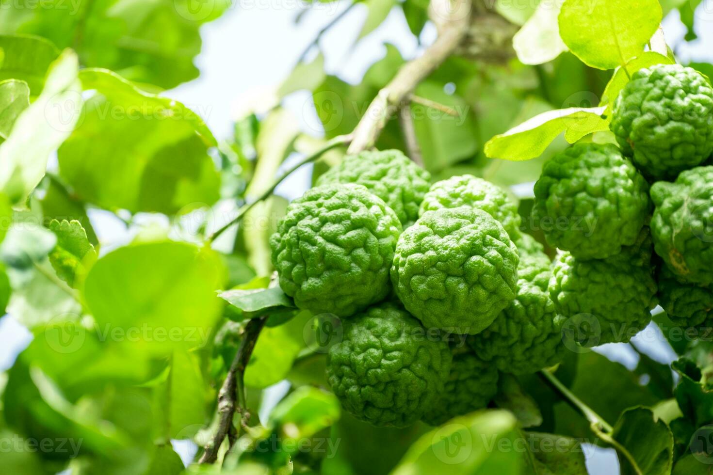 Fresh green bergamot fruit hanging from branch. bergamot tree garden and healthy food concept, group of bergamot,Bergamot medicinal plants with many photo