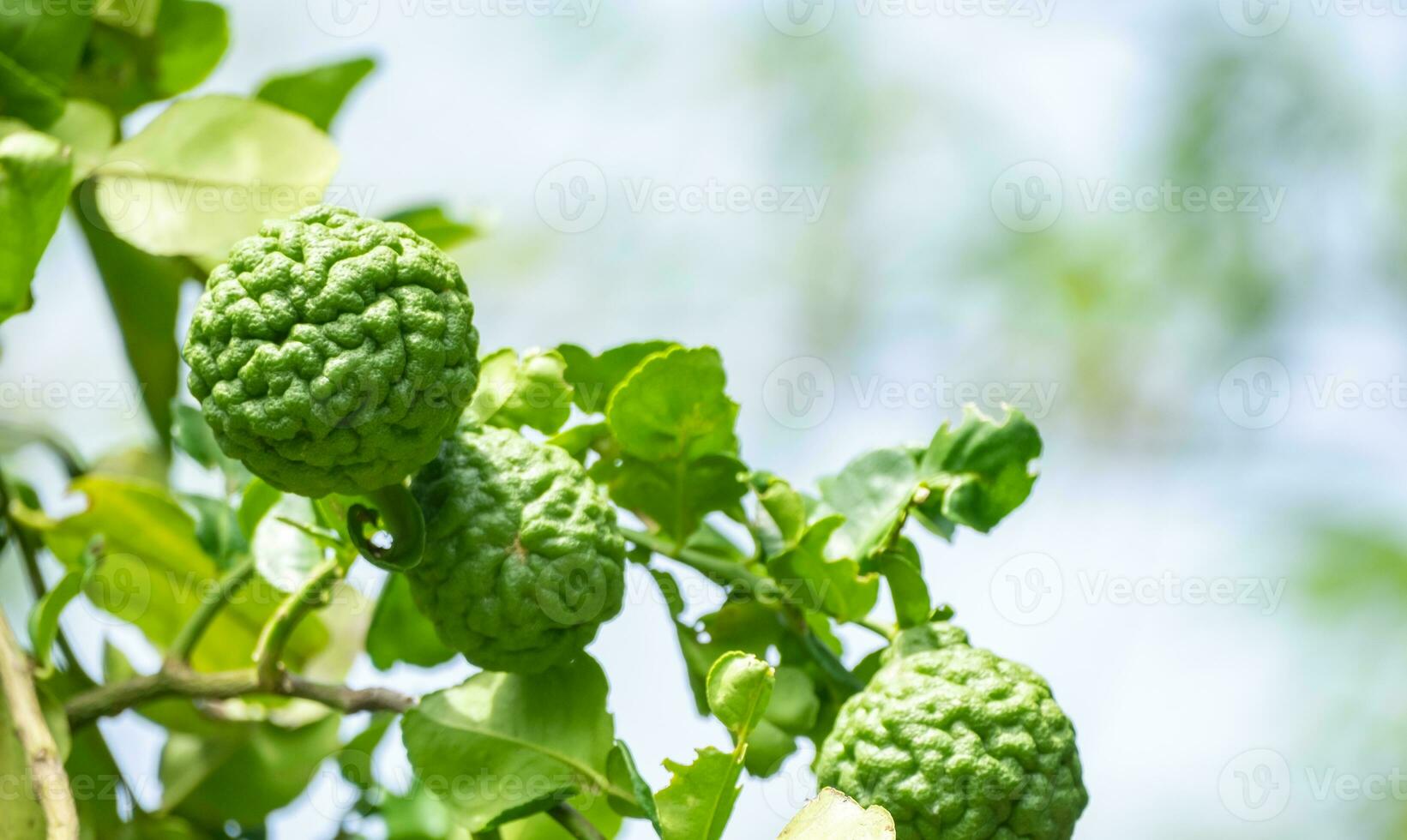 Fresh green bergamot fruit hanging from branch. bergamot tree garden and healthy food concept, group of bergamot,Bergamot medicinal plants with many photo