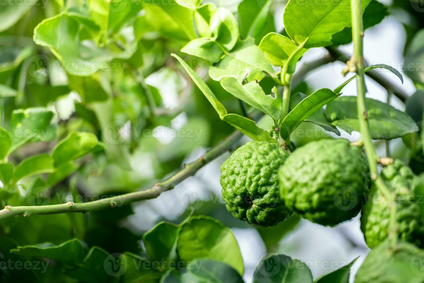 Fresh green bergamot fruit hanging from branch. bergamot tree garden and healthy food concept, group of bergamot,Bergamot medicinal plants with many photo