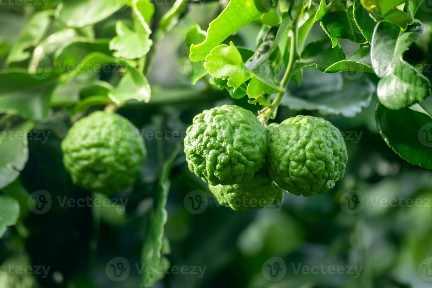 Fresh green bergamot fruit hanging from branch. bergamot tree garden and healthy food concept, group of bergamot,Bergamot medicinal plants with many photo