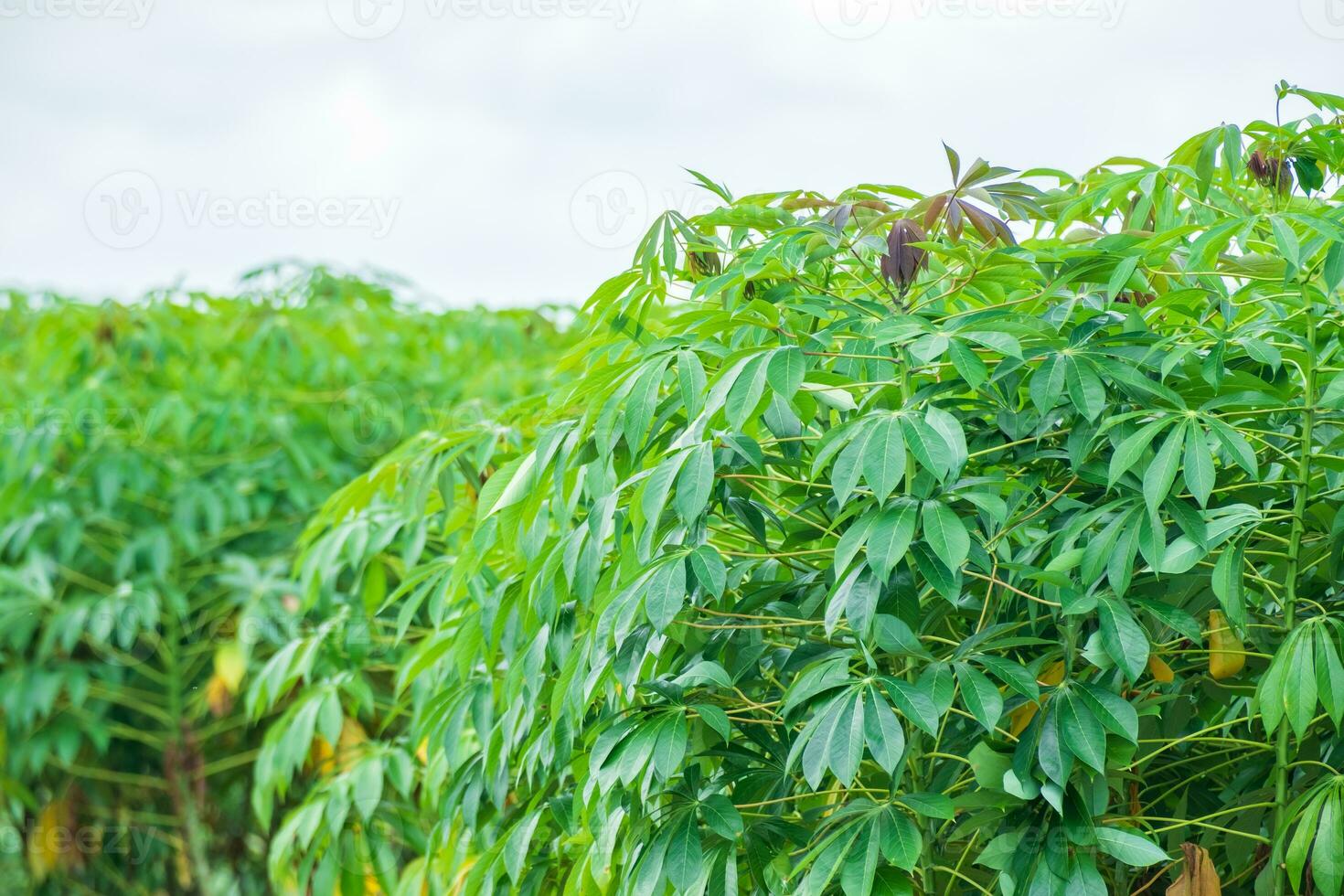 la yuca, en los campos de yuca en época de lluvias, tiene verdor y frescura. muestra la fertilidad del suelo, hoja de mandioca verde foto