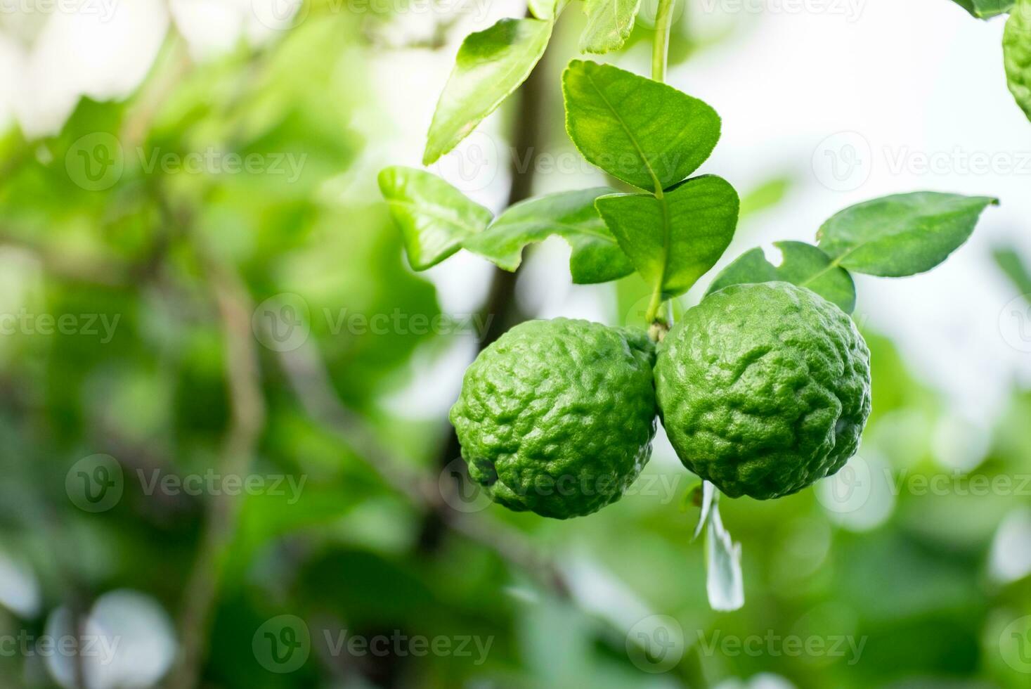 Fresh green bergamot fruit hanging from branch. bergamot tree garden and healthy food concept, group of bergamot,Bergamot medicinal plants with many photo