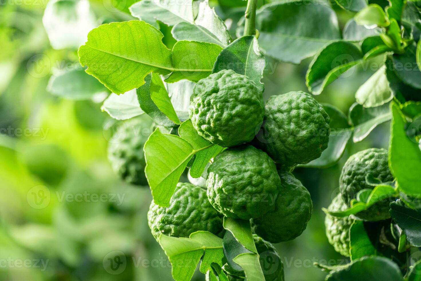Fresh green bergamot fruit hanging from branch. bergamot tree garden and healthy food concept, group of bergamot,Bergamot medicinal plants with many photo