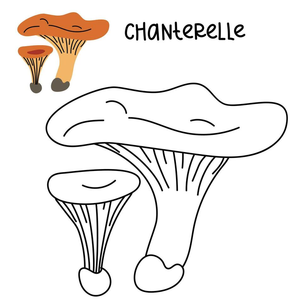Contour and color drawing of an edible mushroom chanterelle with names for coloring. Isolated vector flat illustration. Edible mushrooms in forests, large and small, study, play, creativity on white